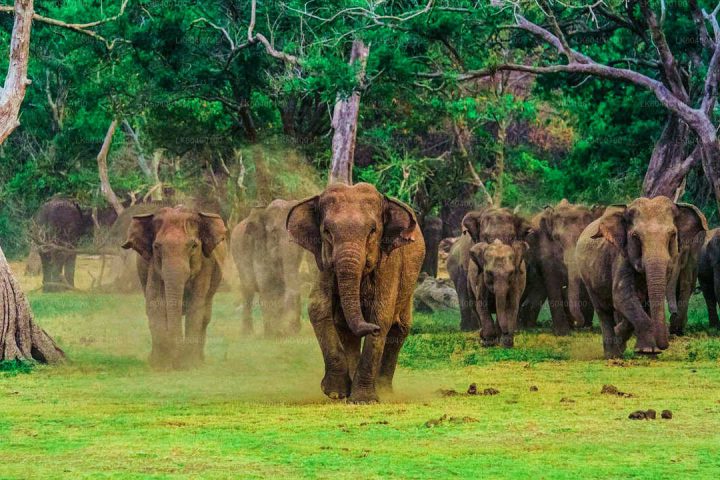 Udawalawe-National-Park