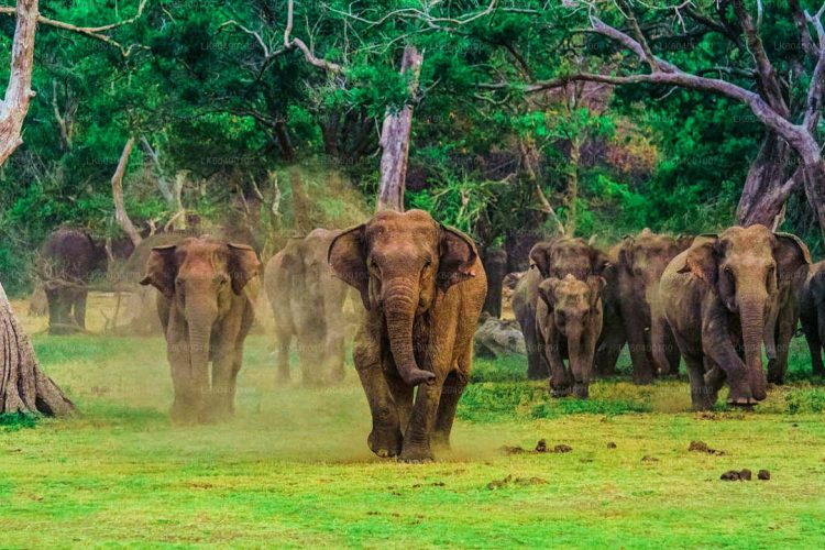 Udawalawe-National-Park