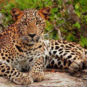 Yala National Park