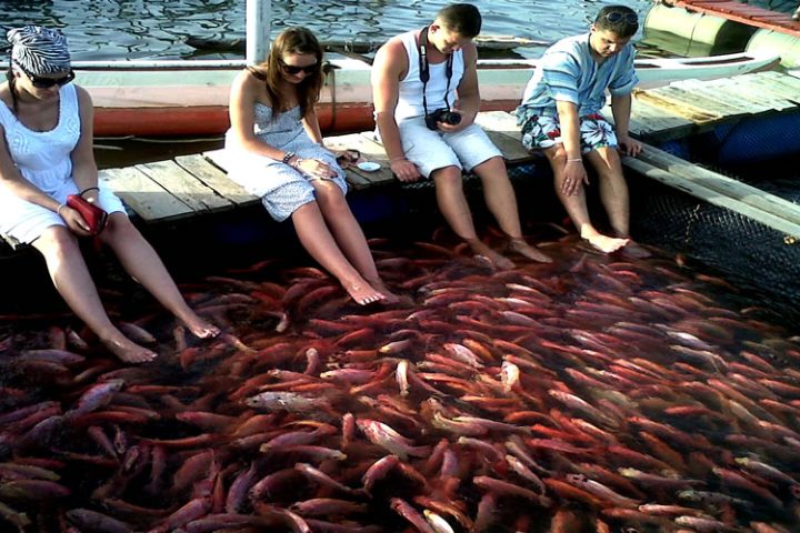 fish-therapy